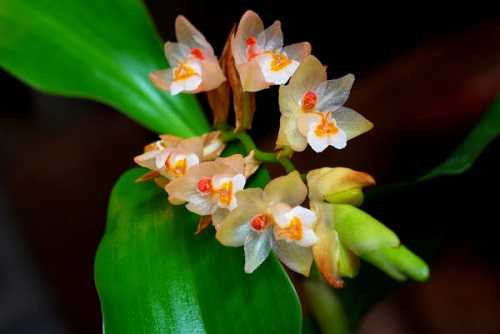 Cây thạch đào tiên. Ảnh: ydvn.