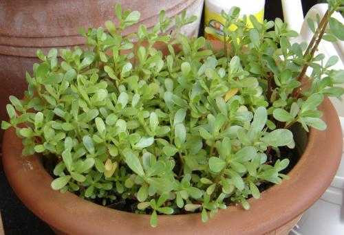 Portulaca_sativa_01