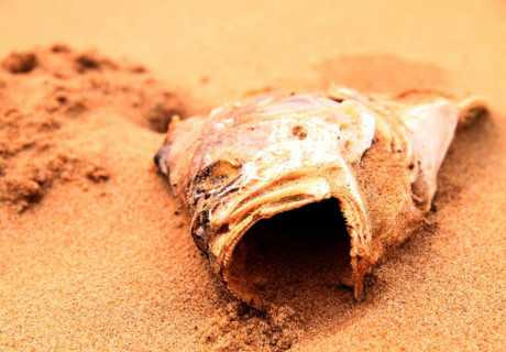 Sự cố môi trường tại 4 tỉnh ven biển miền Trung đã khiến cá chết hàng loạt. Ảnh: Đức Hùng