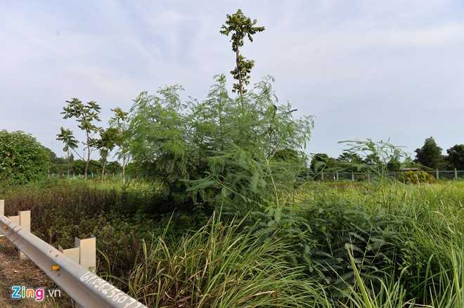 Co dai um tum suot 24 km Dai lo Thang Long hinh anh 6