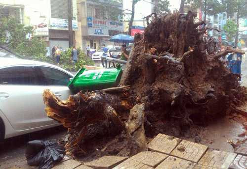 Cây đè móp đầu ôtô 4 chỗ đậu gần đó. Ảnh: Đức Huy