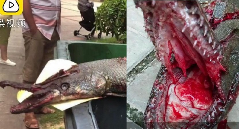 Fierce fish found in community after biting a 9-year-old girl 4