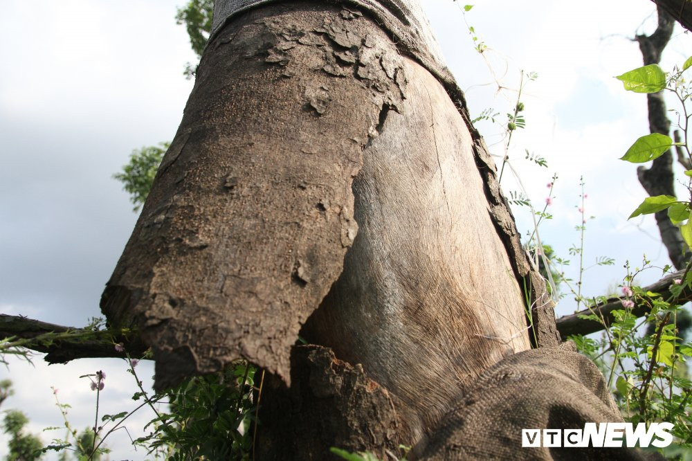 xa cu danh chuyen (2)