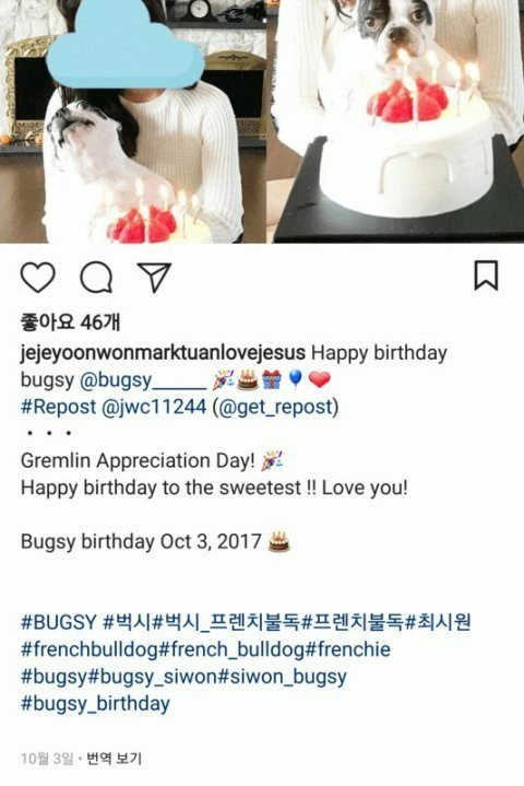 Netizen phẫn nộ vì gia đình Siwon tiếp tục thả chó, tổ chức sinh nhật cho thú cưng sau sự cố cắn CEO - Ảnh 2.