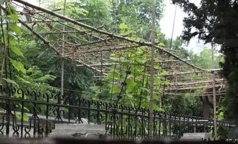 Hình ảnh khu siêu biệt thự cao cấp trị giá hơn 350 tỷ đồng bị Lý Liên Kiệt bỏ hoang - Ảnh 4.