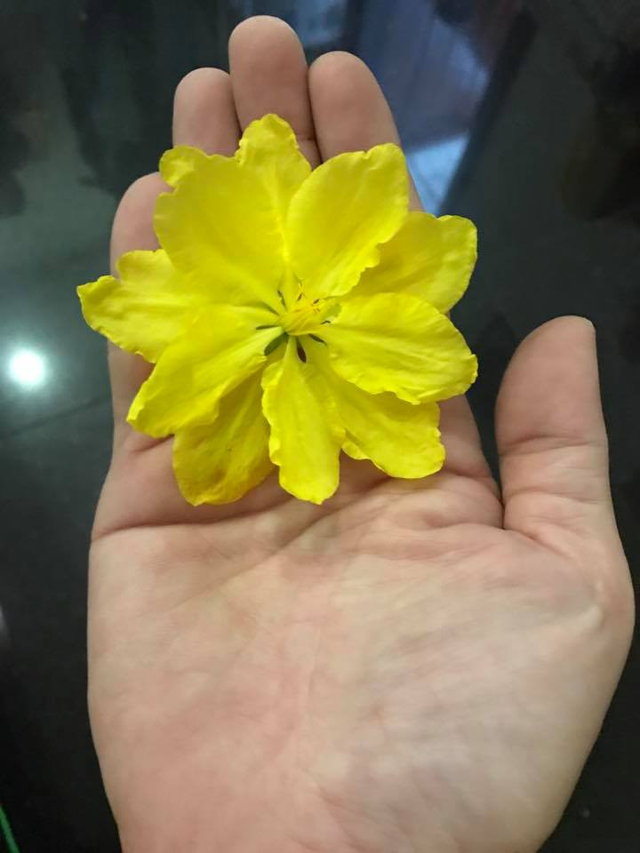 nsut hoai linh (4) 3