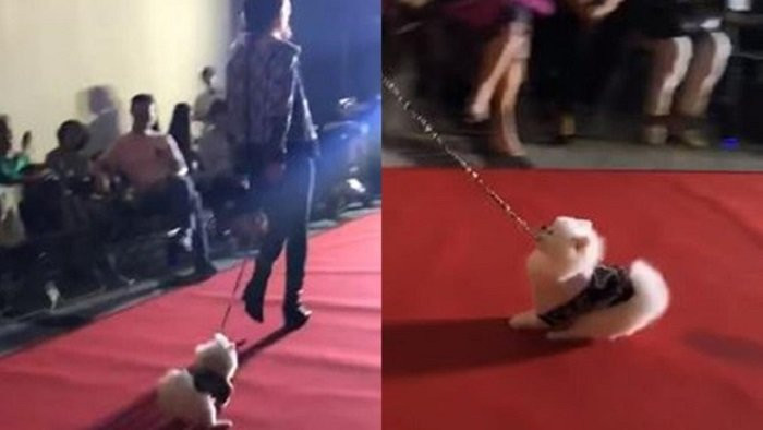 nguoimauhongkongnguocdaidongvat (2)