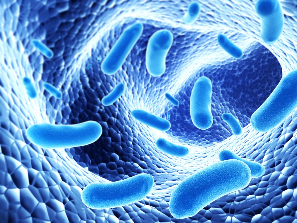 Công nghệ 11, Vi khuẩn probiotics