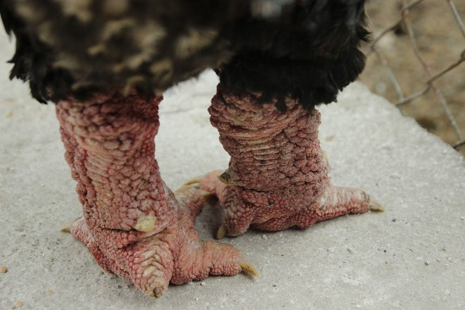 thuc-pham-xa-xi-cung-ram-1 3