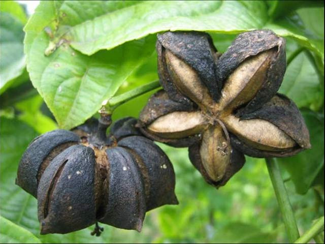 1439234117-sacha-inchi--mani-del--inca-