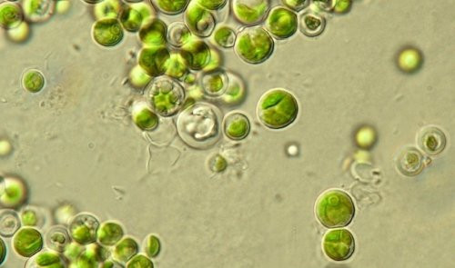 chlorella 4