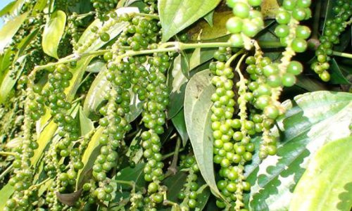 ho-tieu1-5412-1502900349