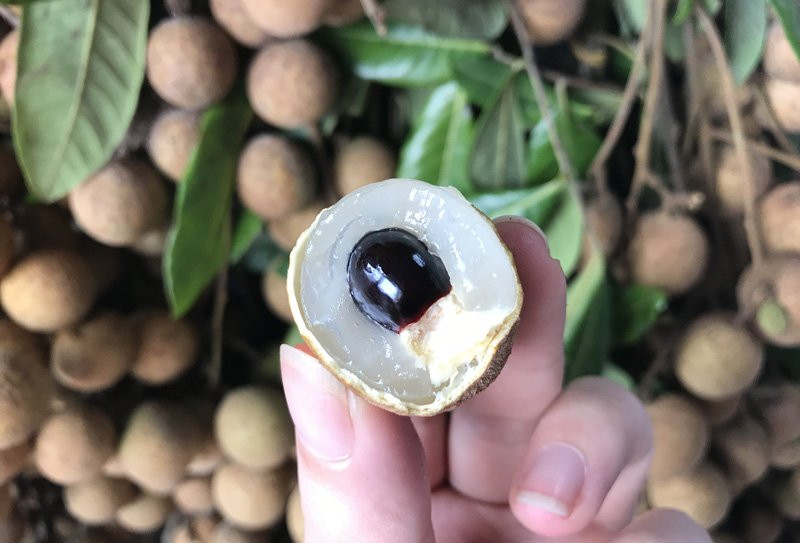 nhãn lồng hưng yên, nhãn lồng, cách phân biệt hoa quả chuẩn xịn