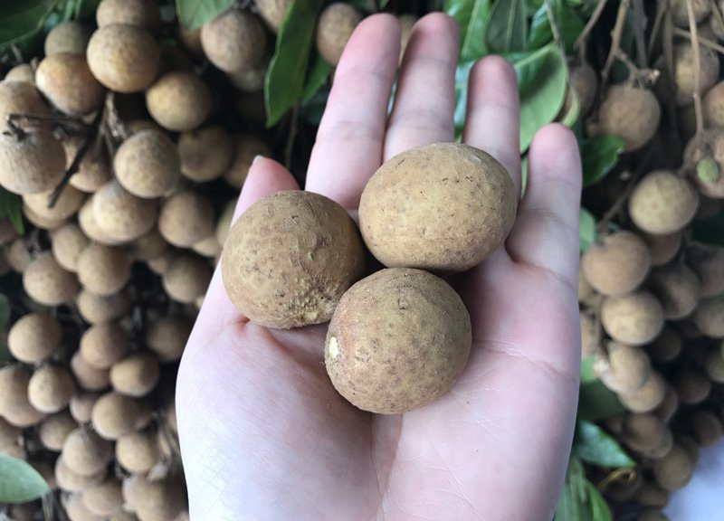 nhãn lồng hưng yên, nhãn lồng, cách phân biệt hoa quả chuẩn xịn