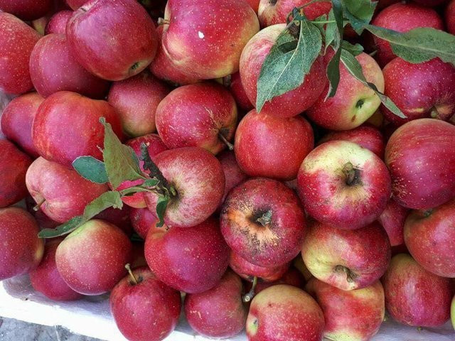 hoa quả ngoại, bánh trung thu, Cá trắm đen, hoa quả Trung Quốc, rượu giả, thực phẩm bẩn