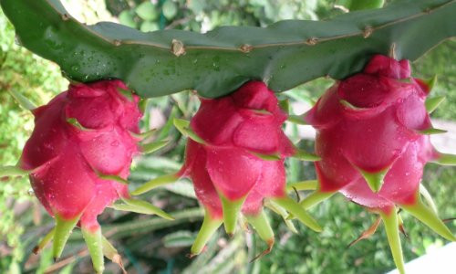 thanh-long-tuoi-viet-nam-chinh-thuc-len-ke-sieu-thi-australia