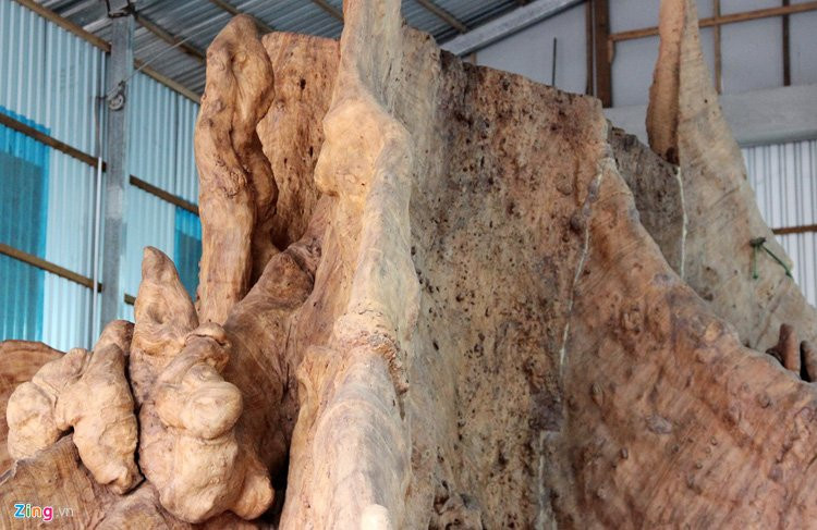 cây cổ thụ, gốc cây tiền tỷ