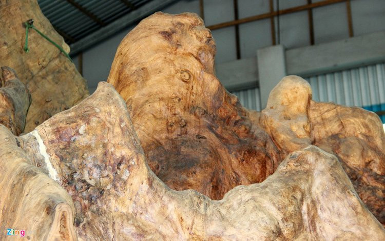 cây cổ thụ, gốc cây tiền tỷ