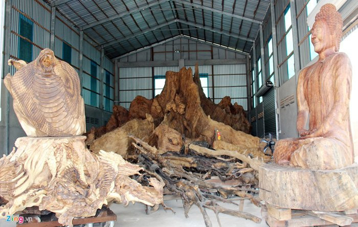 cây cổ thụ, gốc cây tiền tỷ