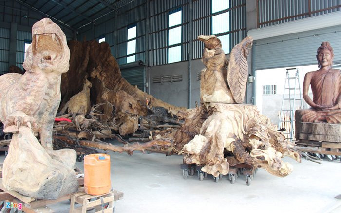 cây cổ thụ, gốc cây tiền tỷ