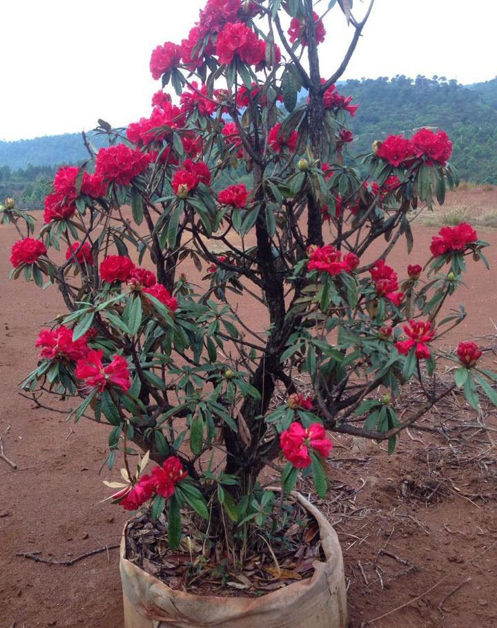 hoa đỗ quyên, cây cảnh độc lạ, cây cảnh tiền tỷ, thú chơi cây cảnh