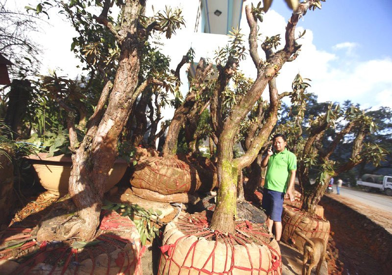 hoa đỗ quyên, cây cảnh độc lạ, cây cảnh tiền tỷ, thú chơi cây cảnh