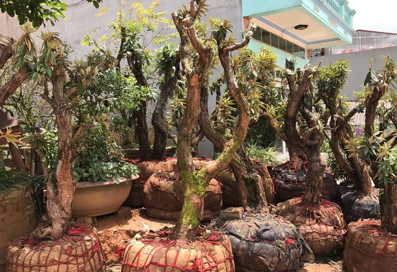 hoa đỗ quyên, cây cảnh độc lạ, cây cảnh tiền tỷ, thú chơi cây cảnh