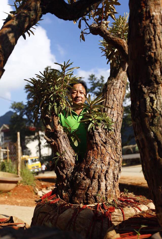 hoa đỗ quyên, cây cảnh độc lạ, cây cảnh tiền tỷ, thú chơi cây cảnh