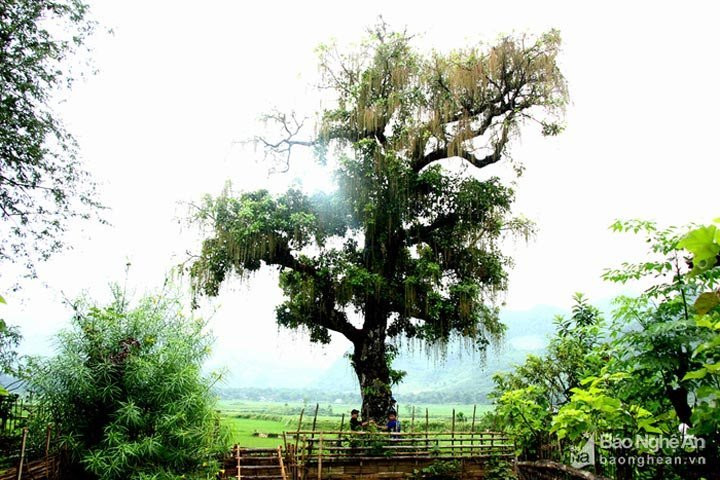 cây lộc vừng, cây cổ thụ