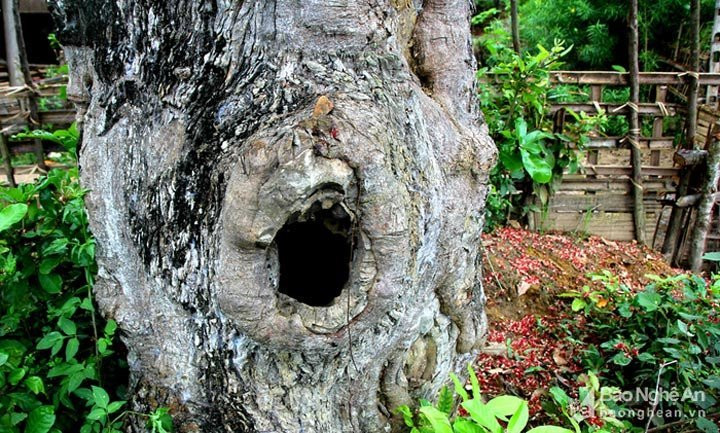 cây lộc vừng, cây cổ thụ