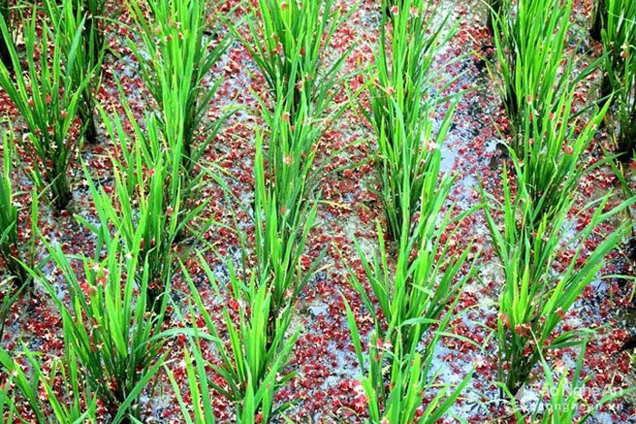 cây lộc vừng, cây cổ thụ