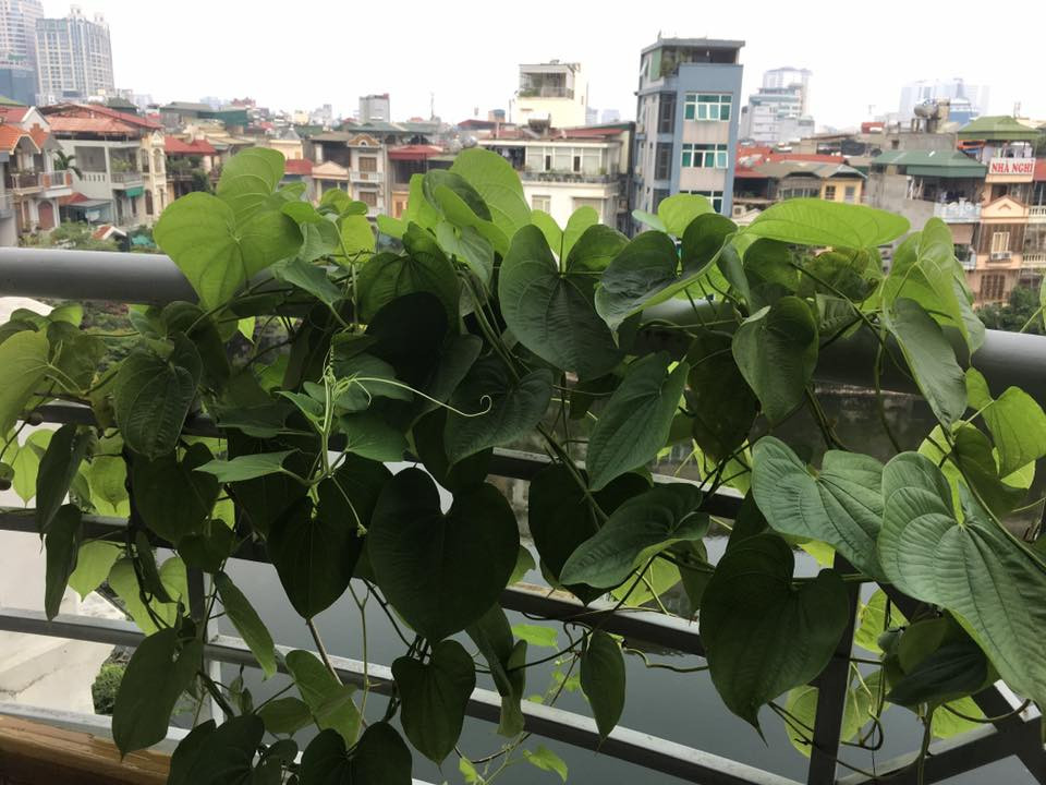 trồng rau sạch, trồng rau trên sân thượng, hoa quả độc lạ