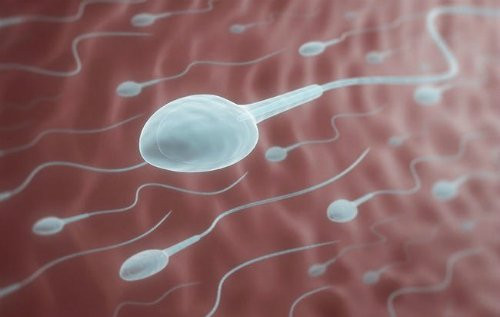 sperm-3-9148-1504604421