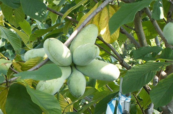 20170906110547-pawpaws