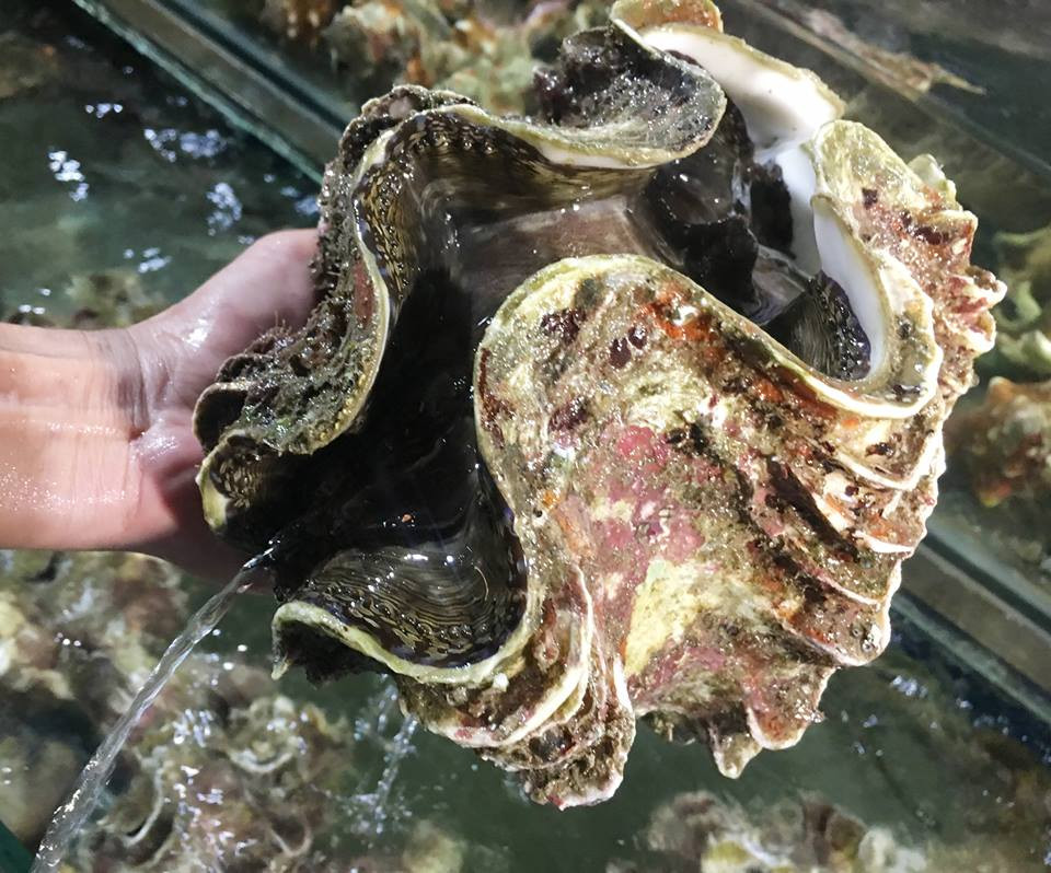 ốc tai tượng, hải sản biển, đặc sản nhà giàu