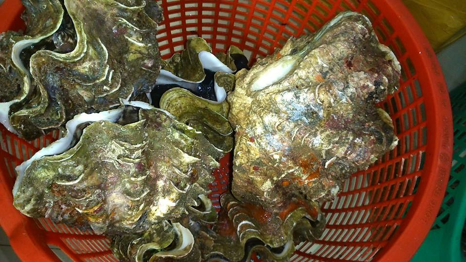 ốc tai tượng, hải sản biển, đặc sản nhà giàu