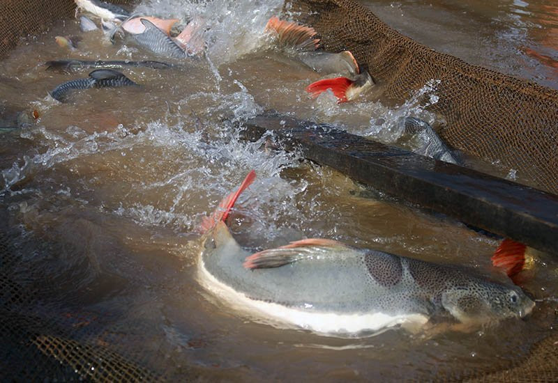 Cá lạ, Thuỷ quái, Cá quý hiếm