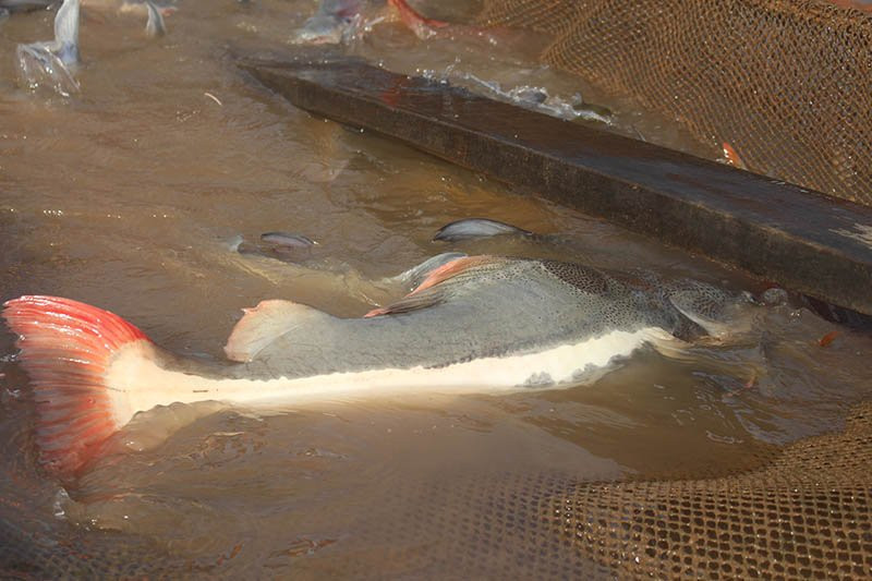 Cá lạ, Thuỷ quái, Cá quý hiếm