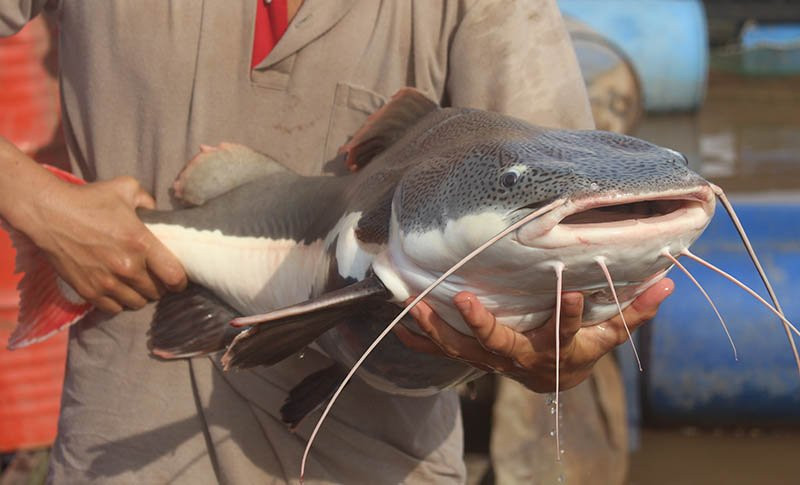 Cá lạ, Thuỷ quái, Cá quý hiếm