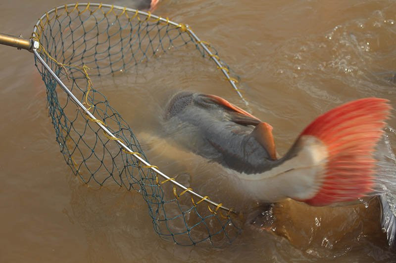 Cá lạ, Thuỷ quái, Cá quý hiếm