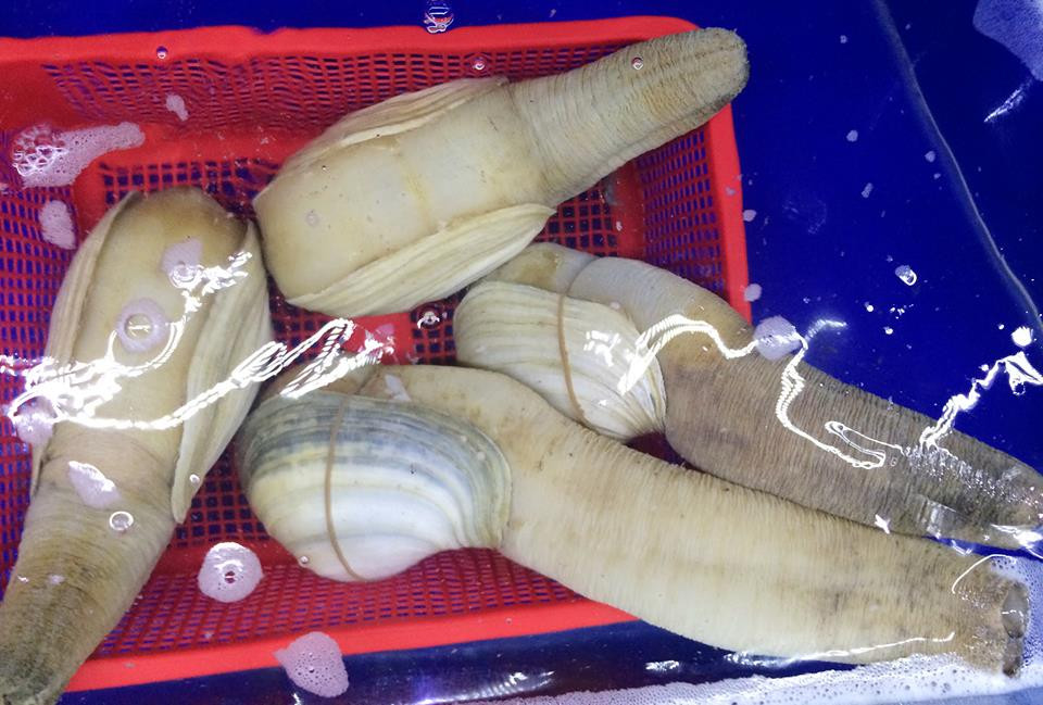 đặc sản nhà giàu, tu hài, tu hài canada, hải sản nhập khẩu