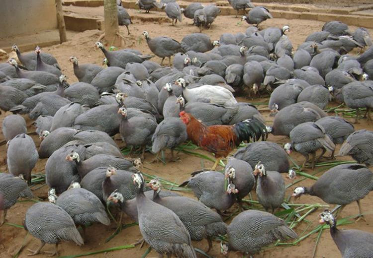 nông dân làm giàu, nuôi gà sao, chăn nuôi, nuôi gà