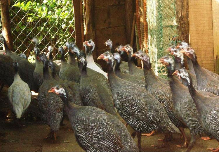 nông dân làm giàu, nuôi gà sao, chăn nuôi, nuôi gà