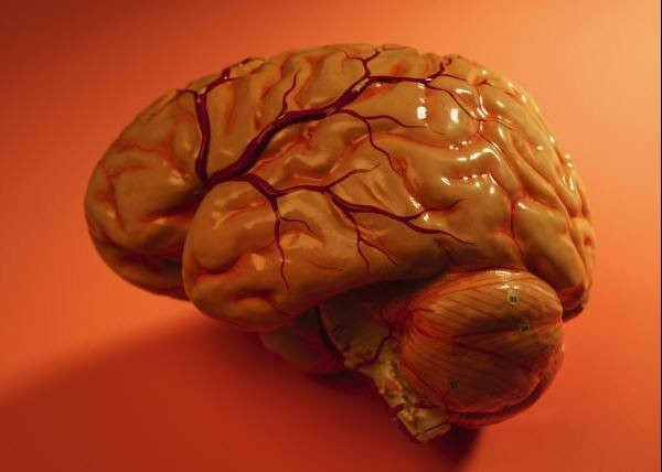 4-brain2-9f3d4-1395557038564