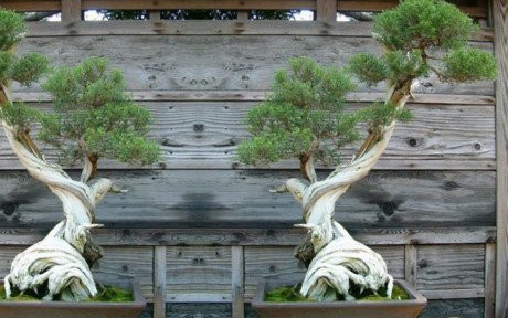 cây cảnh, Cây cảnh triệu đô, chơi cây, cây cảnh tiền tỷ