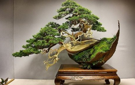 cây cảnh, Cây cảnh triệu đô, chơi cây, cây cảnh tiền tỷ