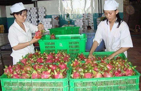 Người Úc khen trái thanh long Việt ngon ‘tuyệt vời' - ảnh 1