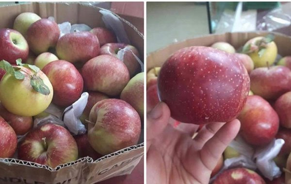 táo Trung Quốc, táo Tàu, hoa quả Trung Quốc, hoa quả nhập ngoại, hàng Trung Quốc, táo đá Trung Quốc