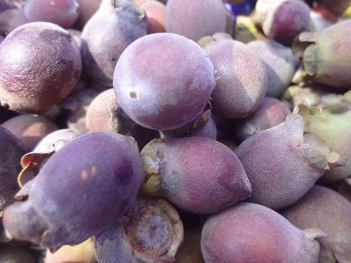 cai-thien-chuyen-ay-voi-bai-thuoc-tu-sim-rung-hinh-11