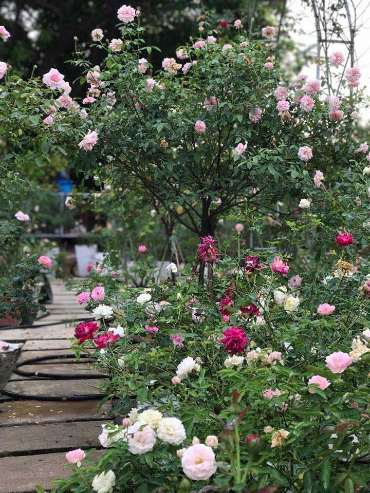 vườn hồng cổ, hoa hồng, vườn hồng đẹp, vườn hồng, tree rose
